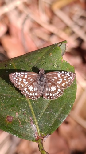 Orcus Checkered-Skipper