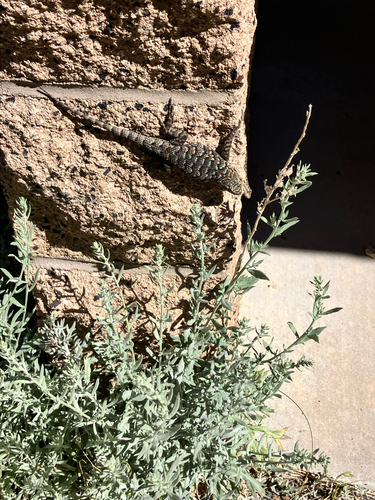 iNaturalist observation photo of Western Fence Lizard