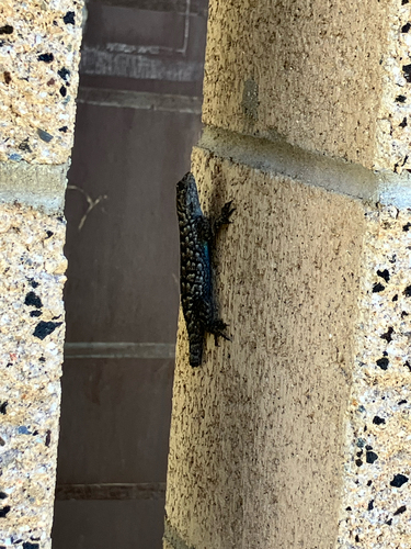 iNaturalist observation photo of Western Fence Lizard