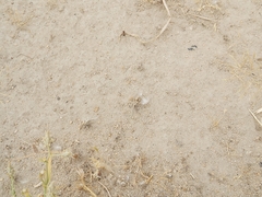 Cataglyphis adenensis