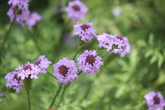 Glandularia lilacina