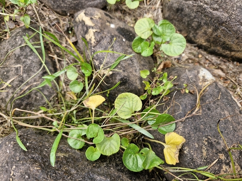 Viola palustris, photograph 3