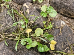 Viola palustris, photograph (c) ahabo, some rights reserved (CC BY)