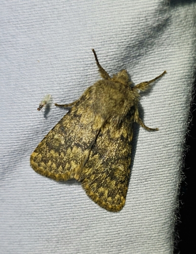 Brindled Ochre