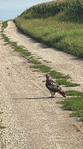 Red-tailed Hawk