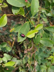 Platycorynus sauteri