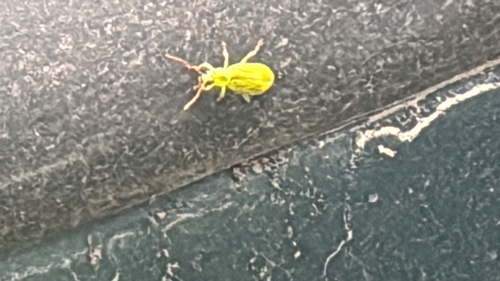 northern corn rootworm