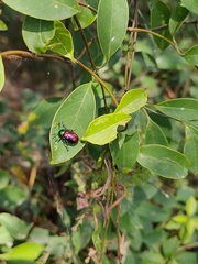 Platycorynus sauteri