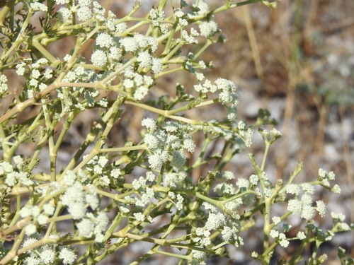 Seseli tortuosum, photograph 4