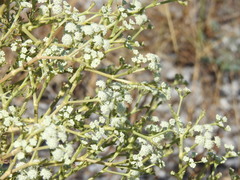 Seseli tortuosum, photograph (c) Duarte Frade, some rights reserved (CC BY)