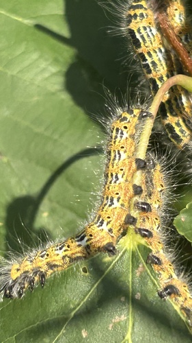 Buff-tip