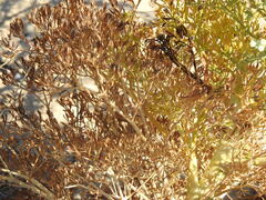 Seseli tortuosum, photograph (c) Duarte Frade, some rights reserved (CC BY)