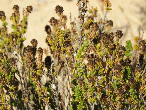 Thymus carnosus, photograph 2