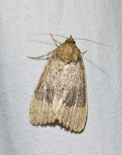 Amphipyra perflua