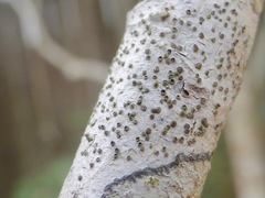 Glyphis scyphulifera