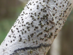 Glyphis scyphulifera
