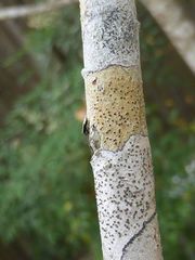 Glyphis scyphulifera