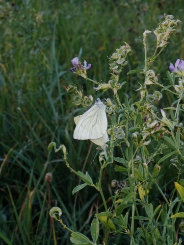 Green-veined White