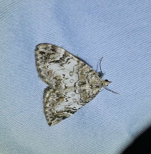 Dark Marbled Carpet