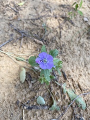 Nemophila phacelioides