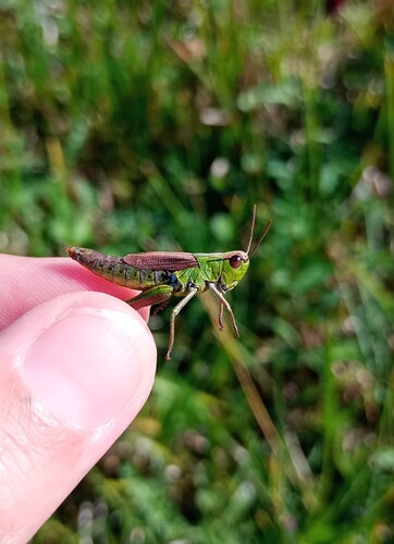 Water-meadow Grasshopper