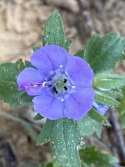 Nemophila phacelioides