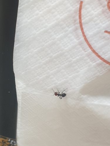 Mediterranean Acrobat Ant