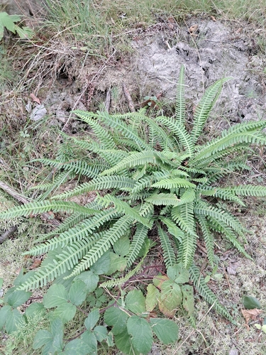 deer fern