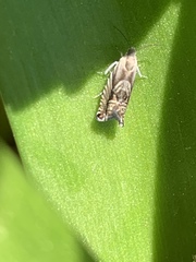 Grapholita eclipsana