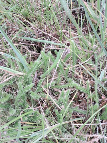 stag's-horn clubmoss