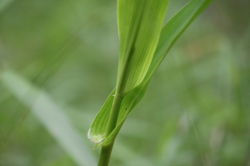 Hymenachne amplexicaulis observed 2026-08-28