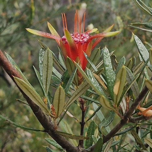 Lambertia formosa, photograph 5