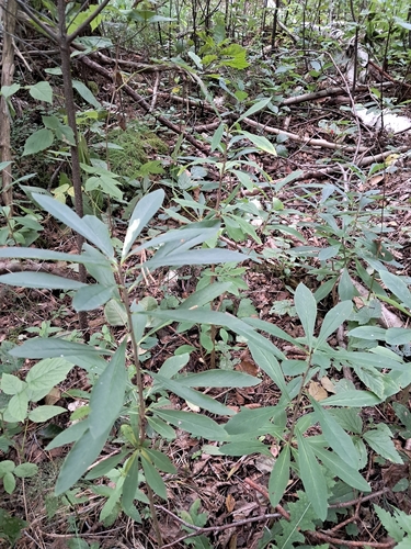 Mezereon