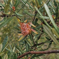 Lambertia formosa, photograph (c) ronavery, some rights reserved (CC BY)