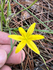 Hypoxis hirsuta