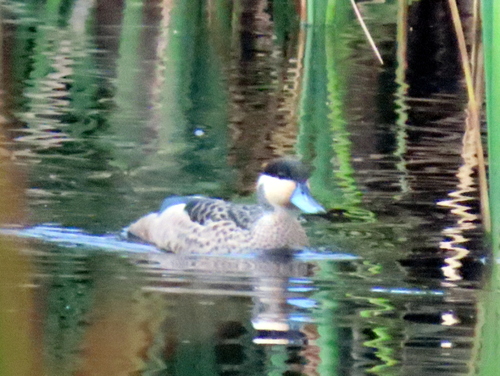 iNaturalist image