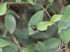 Platycorynus sauteri