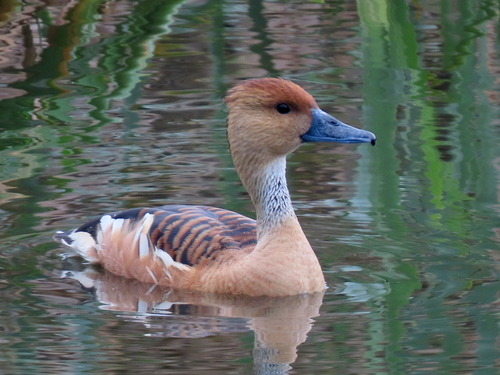 iNaturalist: (c) Gigi Laidler, some rights reserved (CC BY-NC), uploaded by Gigi Laidler iNaturalist image