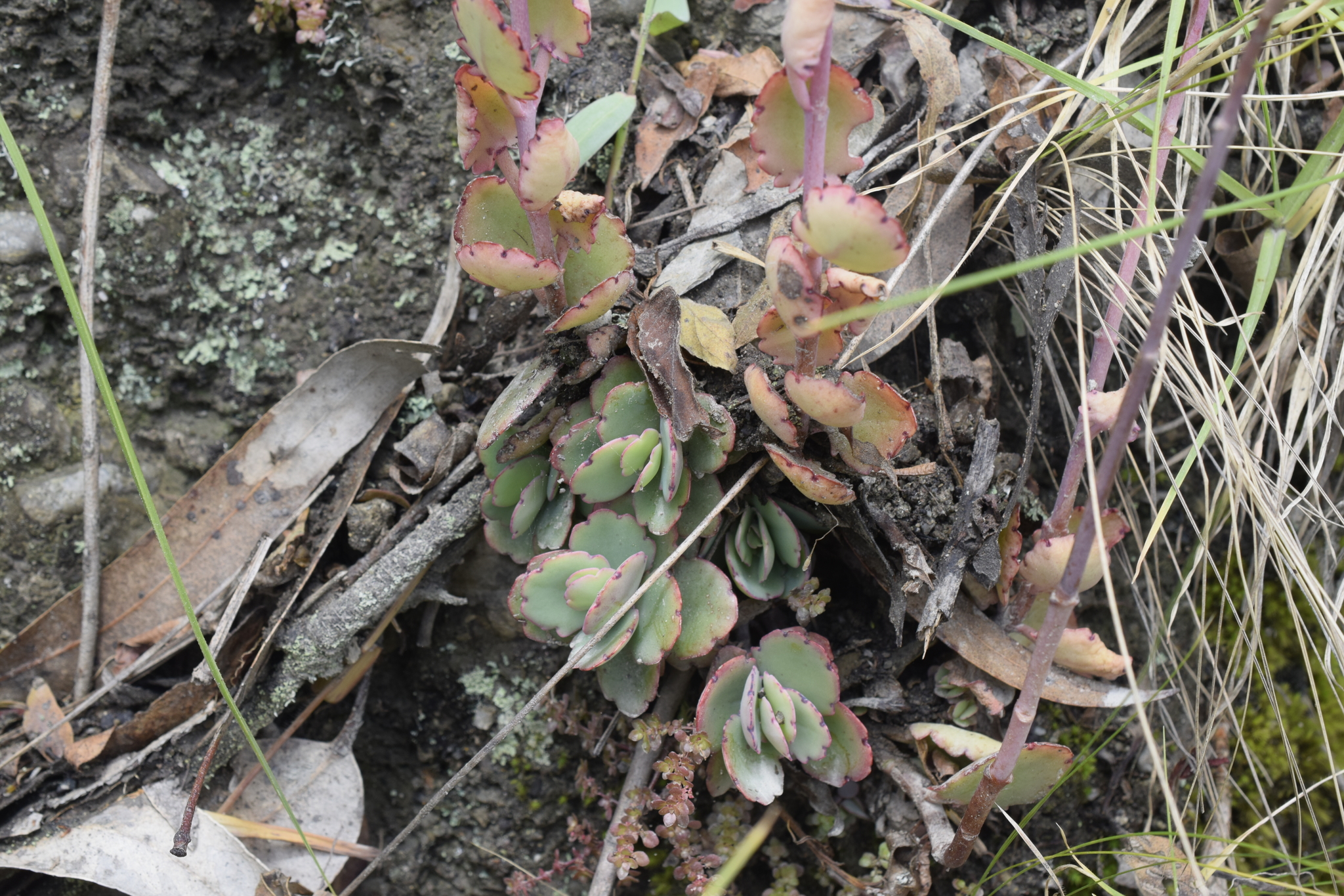 Kalanchoe image