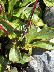 Micranthes lyallii, photograph (c) scottj800, some rights reserved (CC BY)