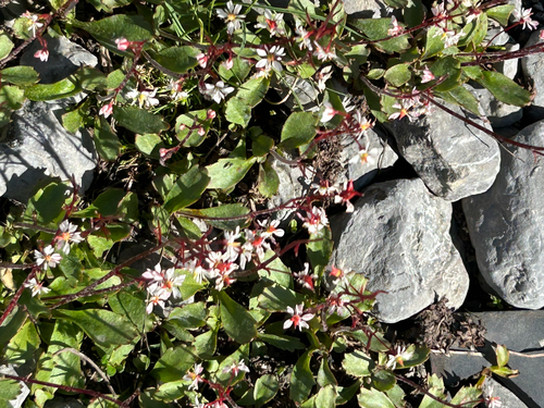 Micranthes lyallii