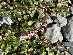 Micranthes lyallii