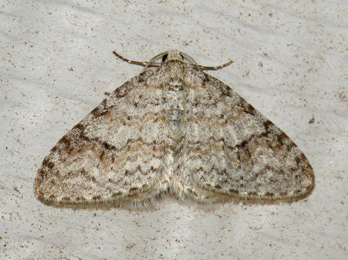 Brown-shaded Carpet Moth photo 2