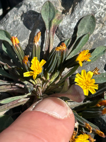Askellia pygmaea, photograph 6