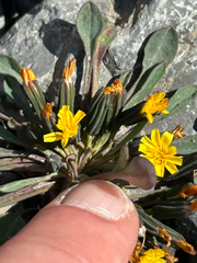Askellia pygmaea, photograph (c) scottj800, some rights reserved (CC BY)