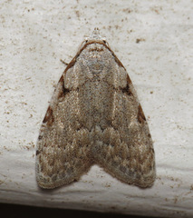 Nola triquetrana