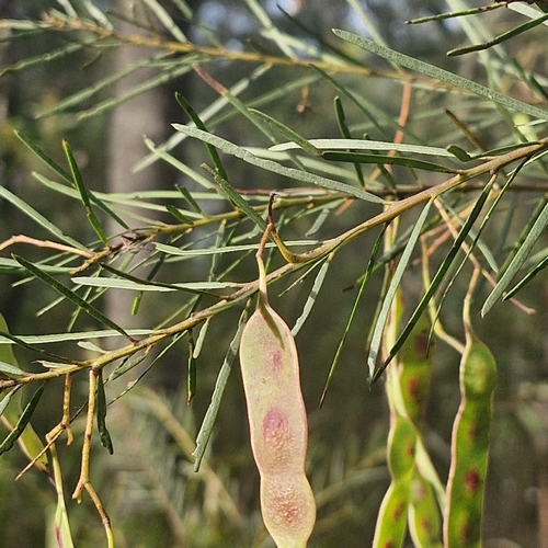 Acacia linifolia, photograph 1