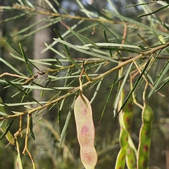Acacia linifolia, photograph (c) ronavery, some rights reserved (CC BY)