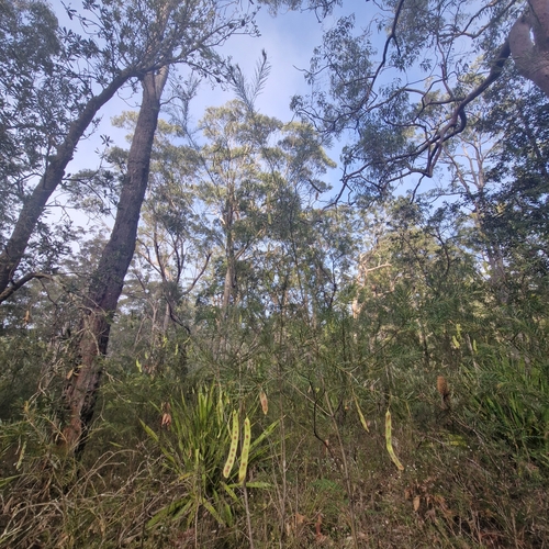 Acacia linifolia, photograph 3