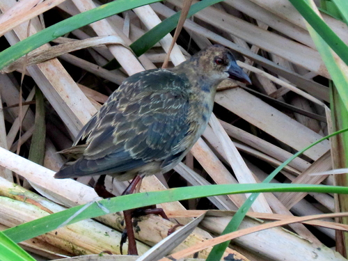iNaturalist image